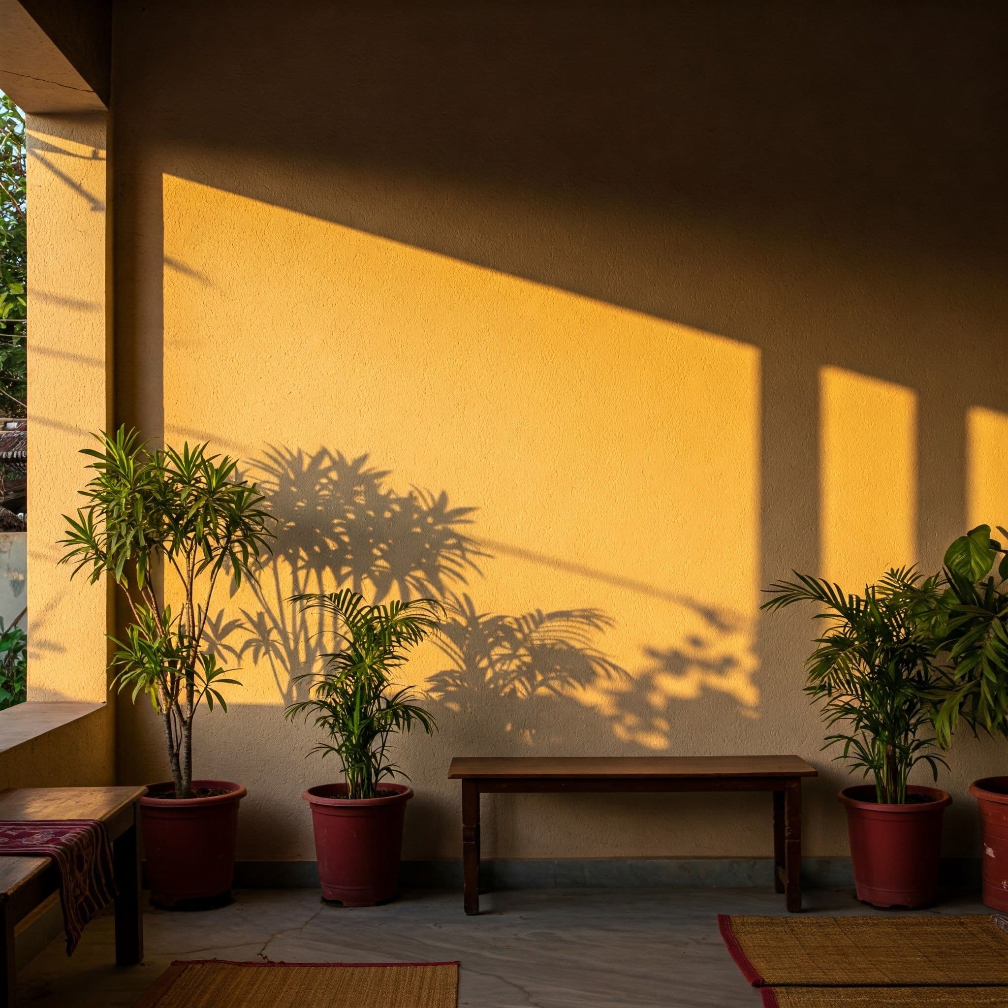 A sunlit wall with plants and a wooden bench